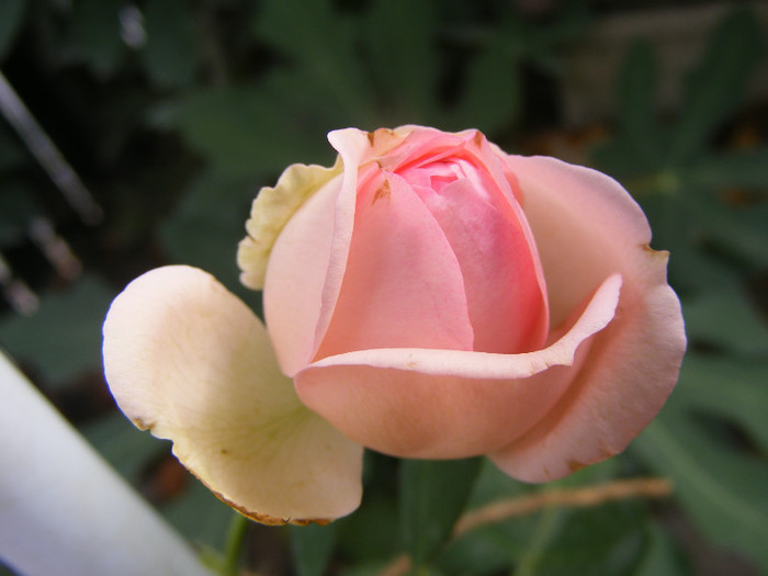 First Lady (Tantau-2005); Shrub(arbust),floare globulara ,peste 41 petale,fara parfum,h1,2-1,5m
