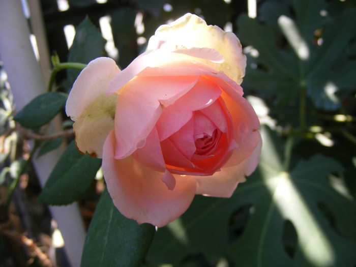 First Lady (Tantau-2005); Shrub(arbust),floare globulara ,peste 41 petale,fara parfum,h1,2-1,5m
