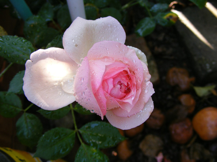 First Lady (Tantau-2005); Shrub(arbust),floare globulara ,peste 41 petale,fara parfum,h1,2-1,5m
