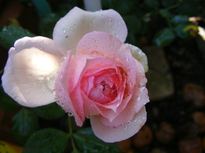 First Lady (Tantau-2005); Shrub(arbust),floare globulara ,peste 41 petale,fara parfum,h1,2-1,5m

