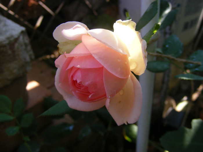 First Lady (Tantau-2005); Shrub(arbust),floare globulara ,peste 41 petale,fara parfum,h1,2-1,5m
