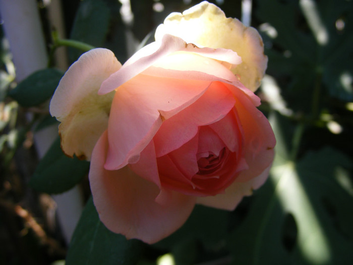 First Lady (Tantau-2005); Shrub(arbust),floare globulara ,peste 41 petale,fara parfum,h1,2-1,5m
