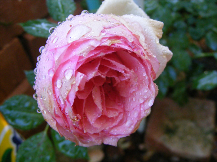 First Lady (Tantau-2005); Shrub(arbust),floare globulara ,peste 41 petale,fara parfum,h1,2-1,5m
