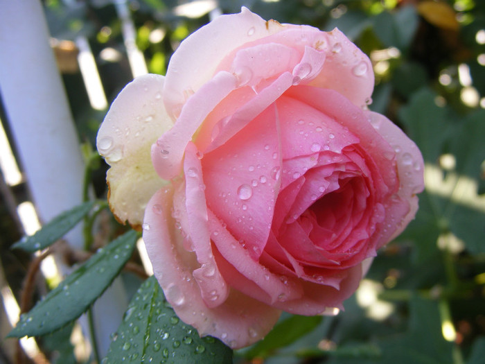 First Lady (Tantau-2005); Shrub(arbust),floare globulara ,peste 41 petale,fara parfum,h1,2-1,5m
