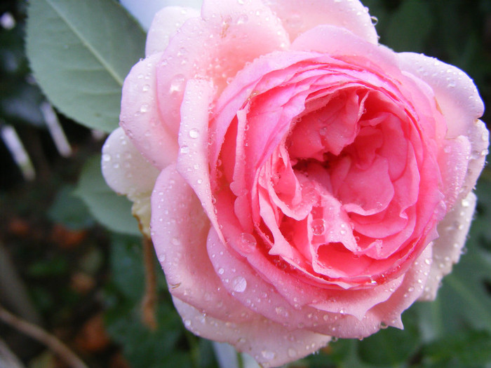 First Lady (Tantau-2005); Shrub(arbust),floare globulara ,peste 41 petale,fara parfum,h1,2-1,5m
