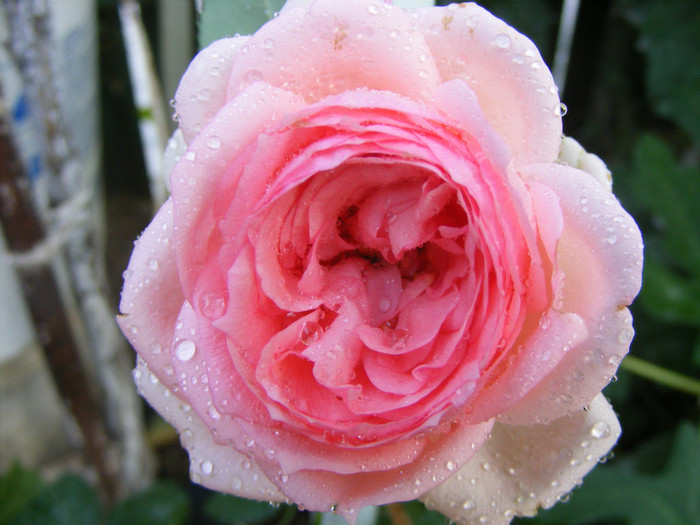 First Lady (Tantau-2005); Shrub(arbust),floare globulara ,peste 41 petale,fara parfum,h1,2-1,5m
