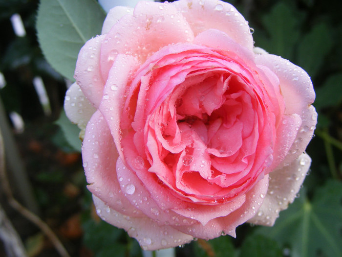 First Lady (Tantau-2005); Shrub(arbust),floare globulara ,peste 41 petale,fara parfum,h1,2-1,5m
