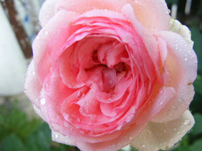 First Lady (Tantau-2005); Shrub(arbust),floare globulara ,peste 41 petale,fara parfum,h1,2-1,5m
