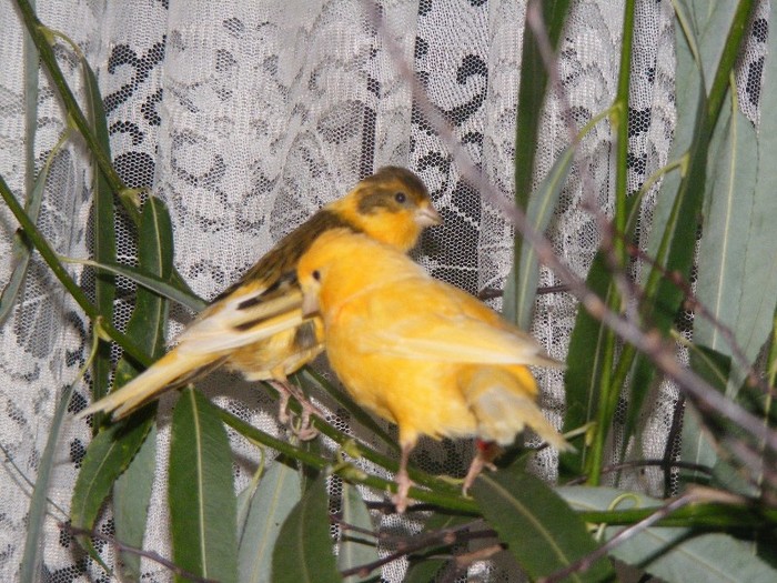 DSCF6331 - canari