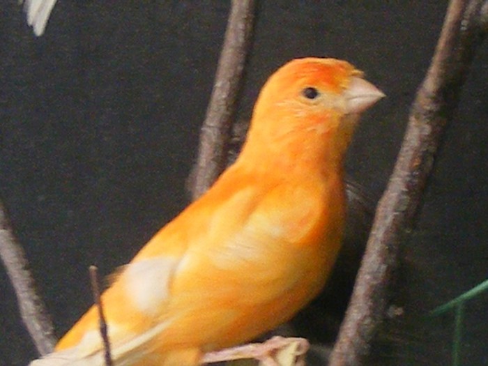 DSCF6366 - canari