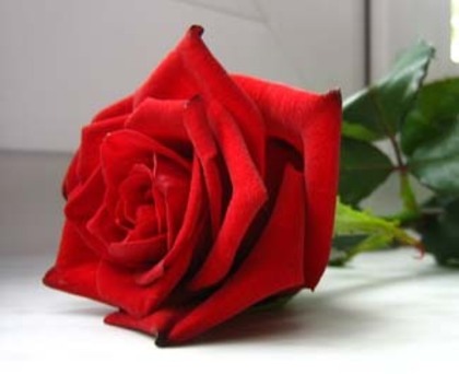 trandafir-rosu - Un gand