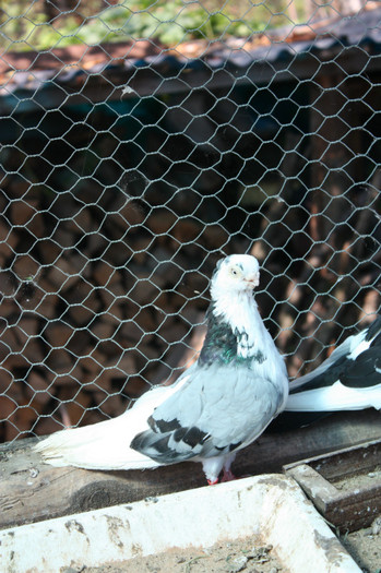 baiatu - porumbei jucatori de Constanta
