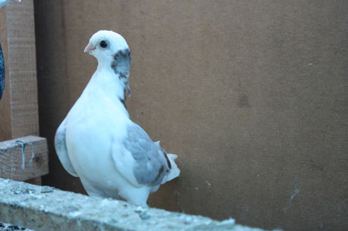 argintiu superb freza lipita; pui 2011 achizitie ct....baiat
