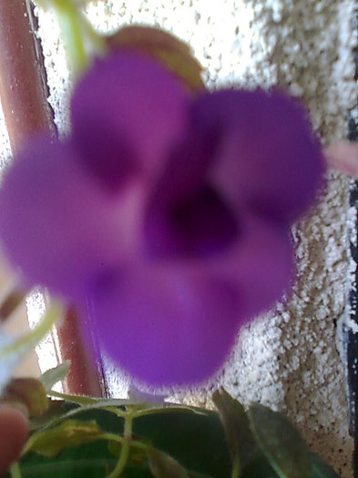 Imagine1380violaceea semi plena - Achimenes