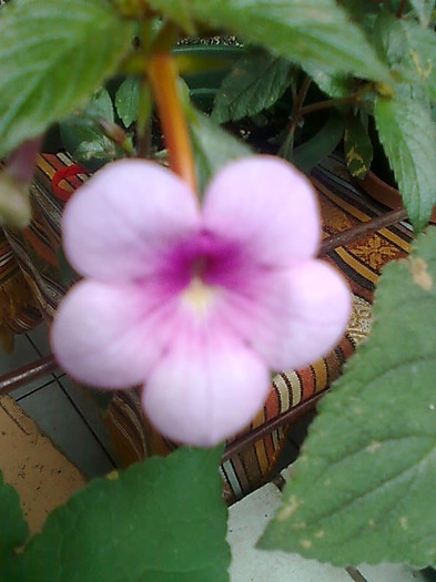 Imagine1223 - Achimenes
