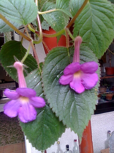 Imagine1224 - Achimenes