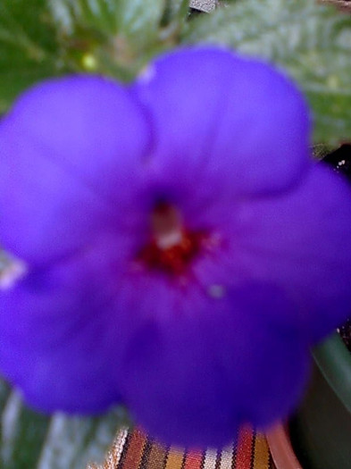 Imagine1225 - Achimenes
