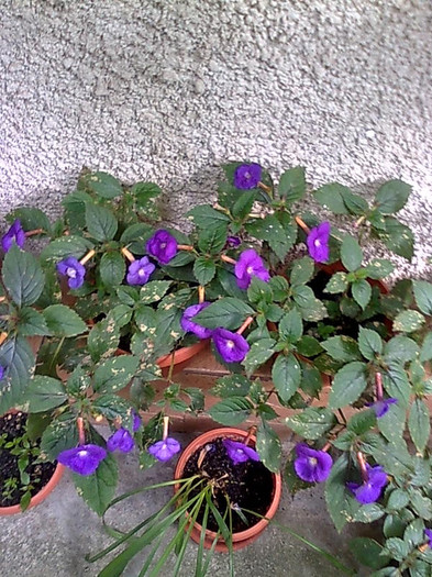 Imagine1229 - Achimenes