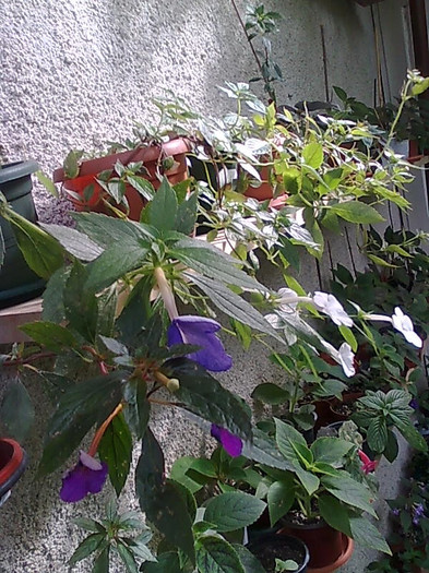 Imagine1239 - Achimenes