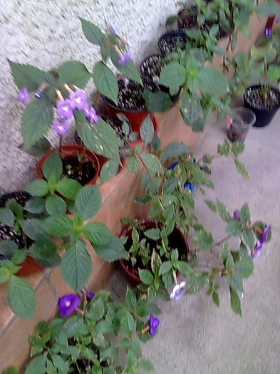 Imagine1241 - Achimenes