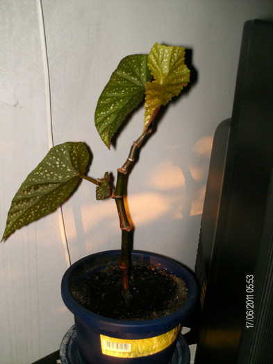 iunie_ 034 - florile mele _2011