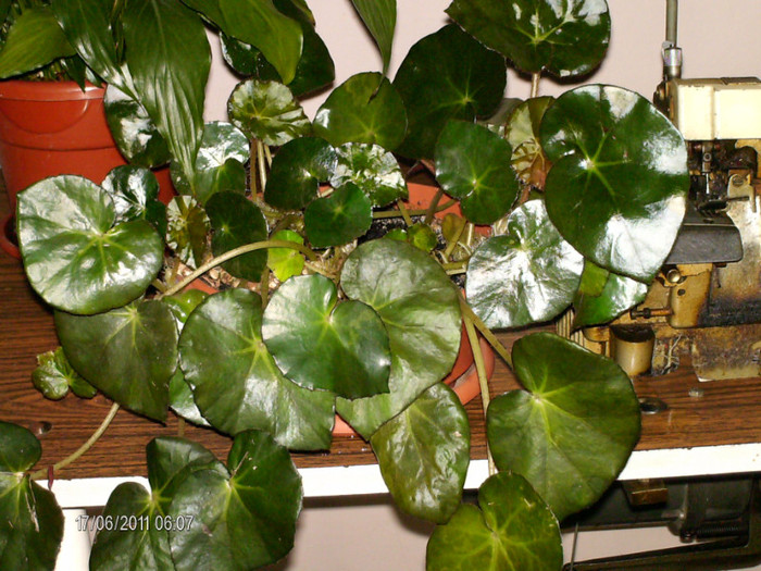 iunie_ 053 - florile mele _2011