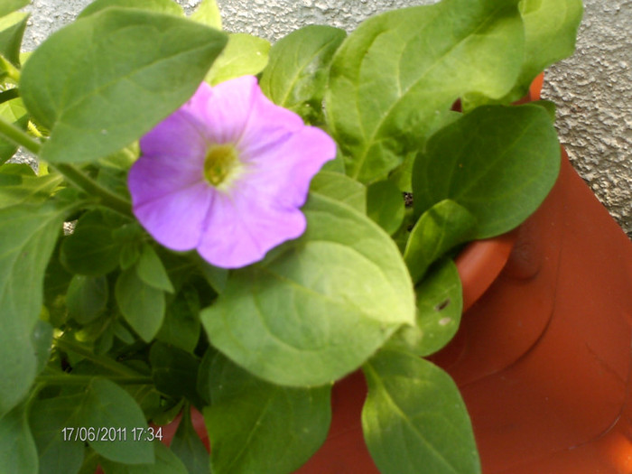 iunie_ 076 - florile mele _2011