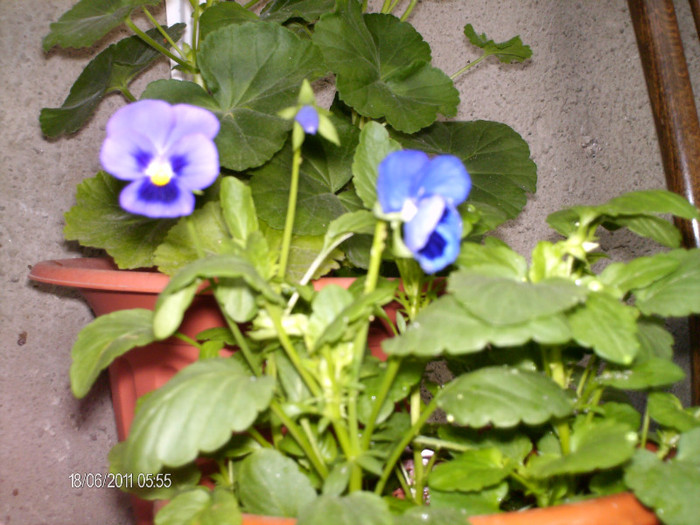 iunie_ 077 - florile mele _2011