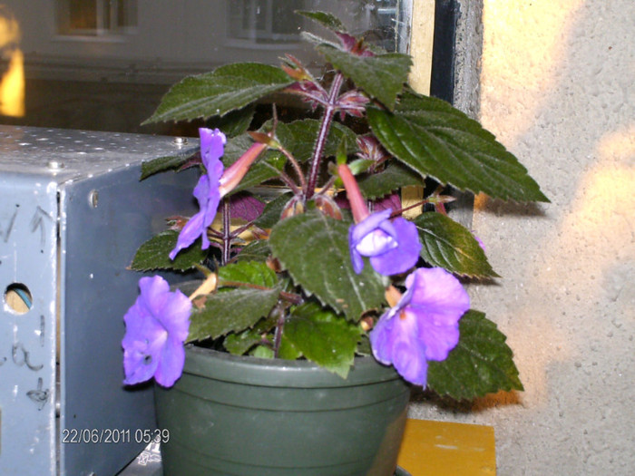 iunie_ 140 - florile mele _2011