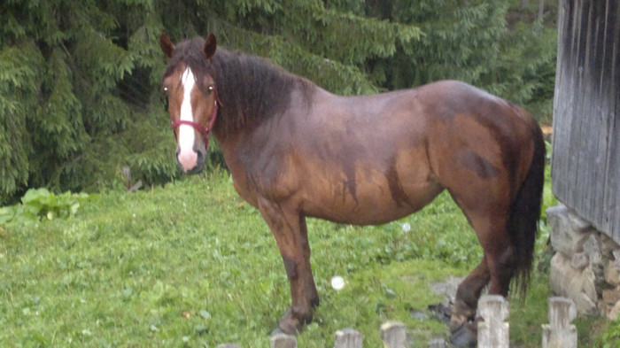 NOKIA n8 520 - Caii mei