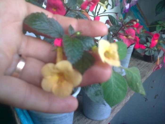 Yellow  Beauty - Achimenes