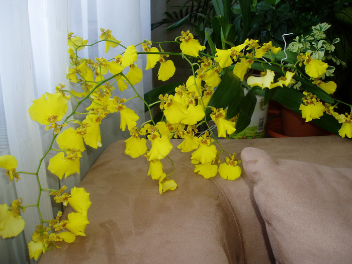 P1010002 - flori 2011
