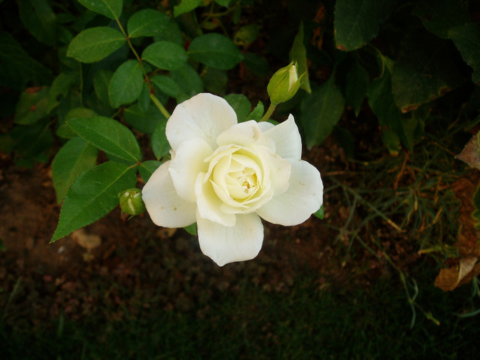 Schneewittchen rose - Flori Septembrie-Octombrie-Noiembrie 2011