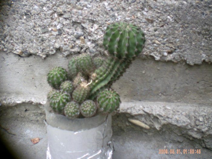 cactus - cactusi