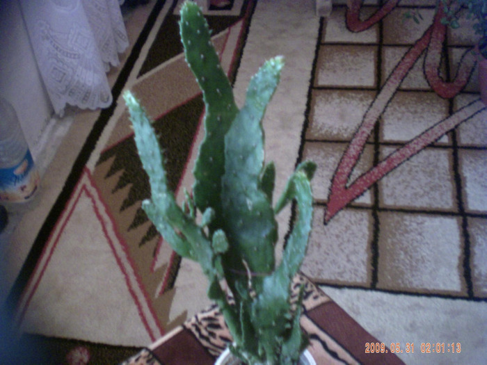 cactus - cactusi