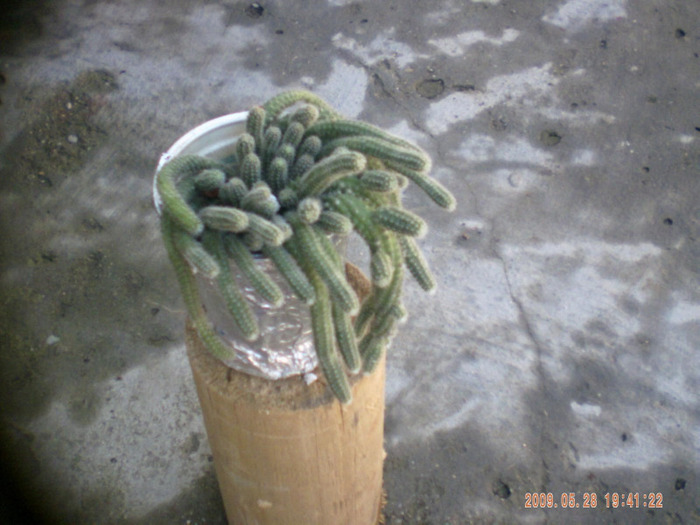 cactusi