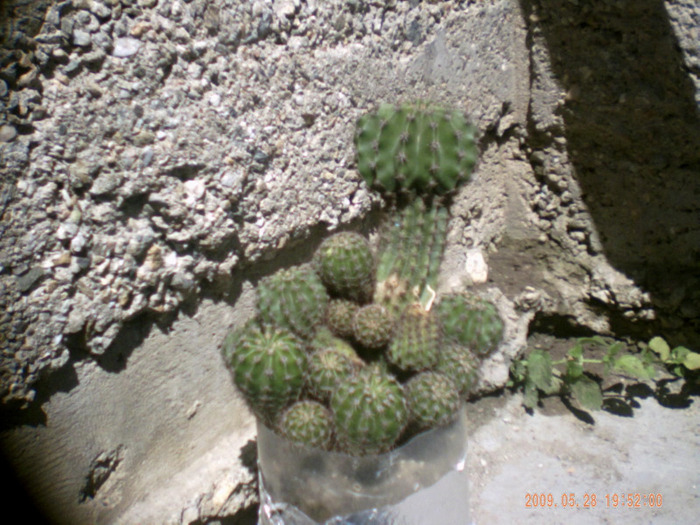 cactusi