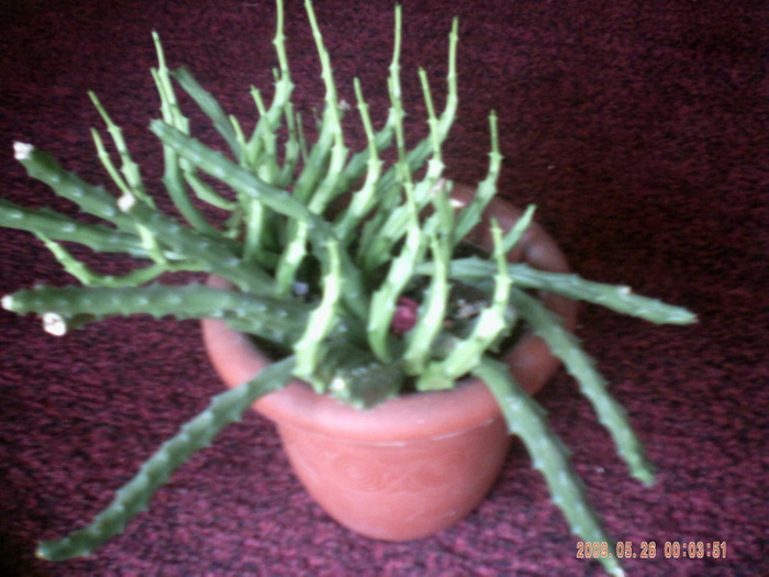 cactusi - cactusi