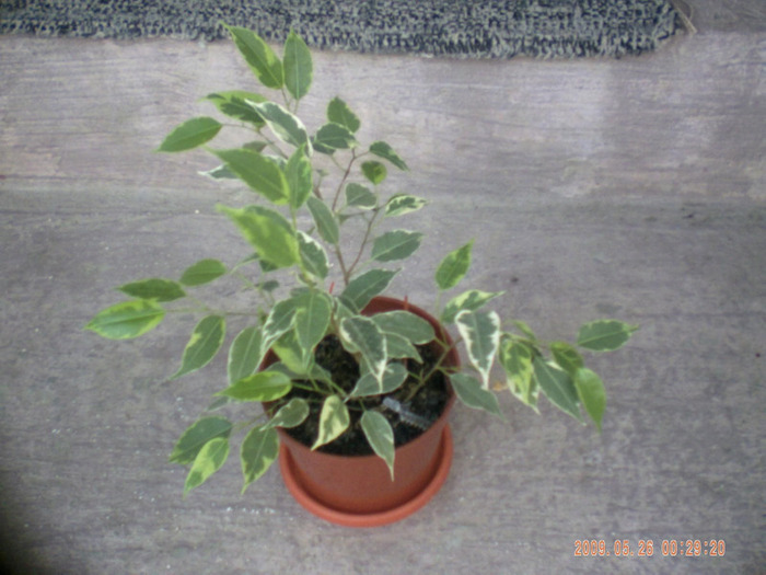 ficus kinki - ficus