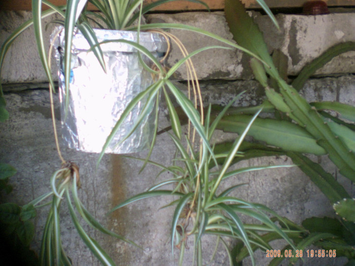 chlorophytum comosun - flori curgatoare