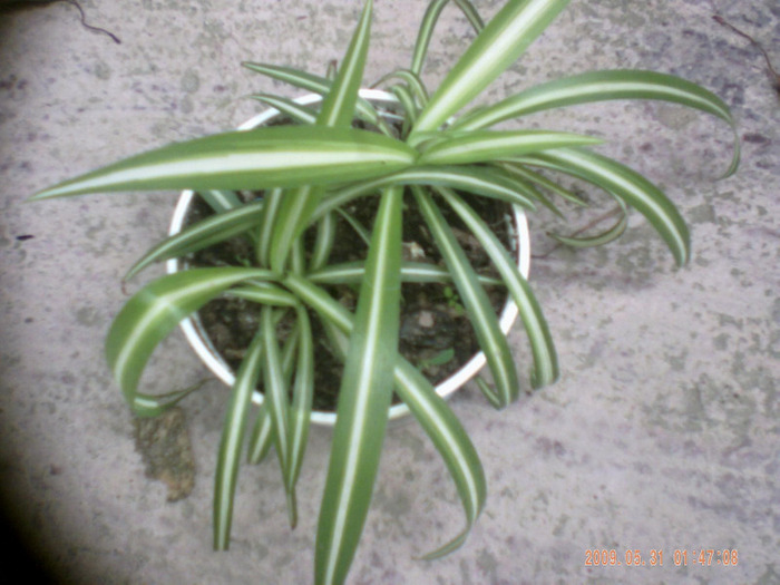 chlorophytum comosun