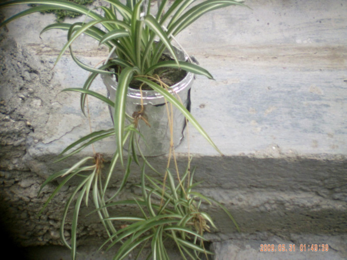 chlorophytum comosun - flori curgatoare