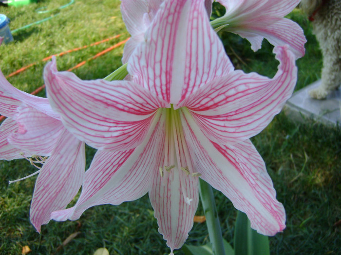 hippeastrum reticulatum