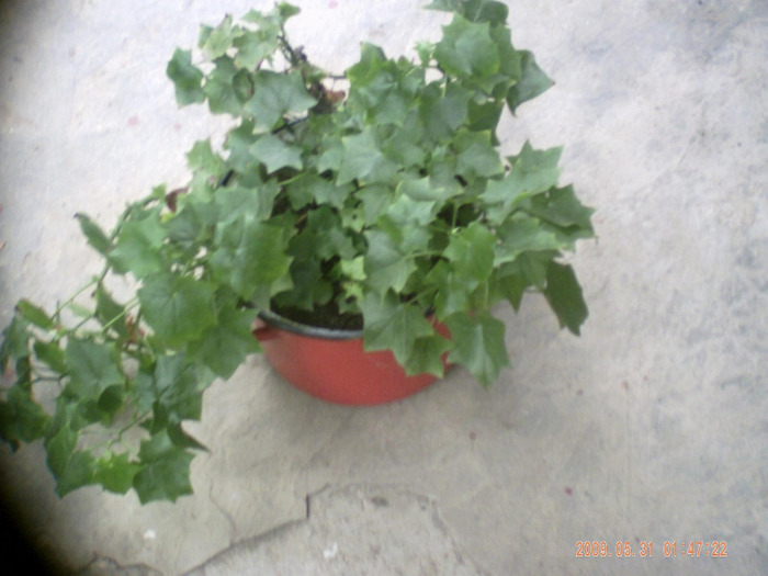 hedera - hedera