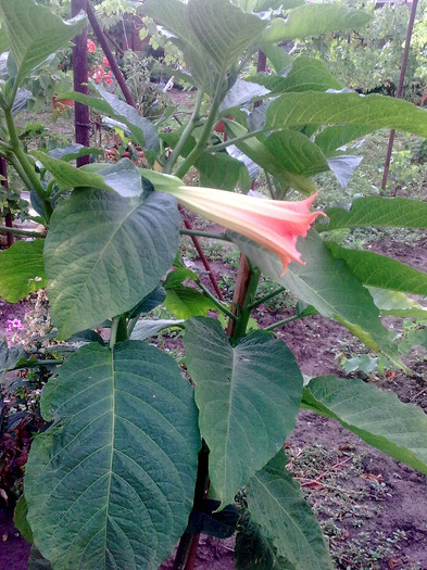 Imagine0475; brugmansia
