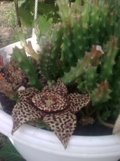 Imagine0478; stapelia
