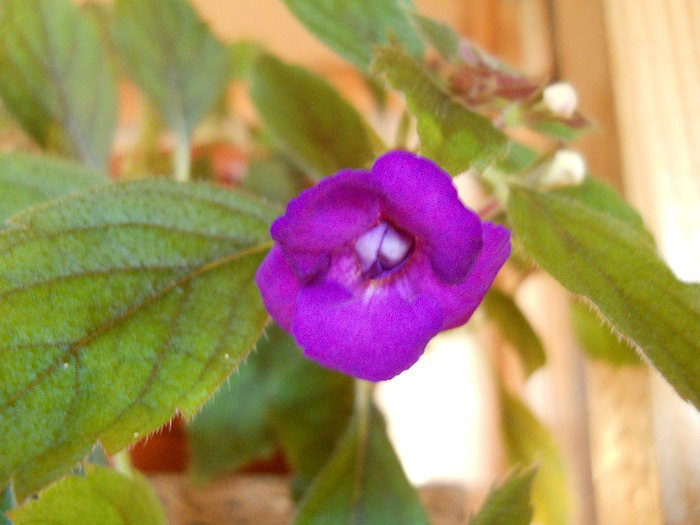violacea semi-plena
