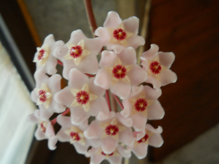 hoya pt.claudia - HOYA-2011