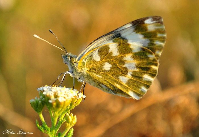Pontia edusa - Animalutele mele