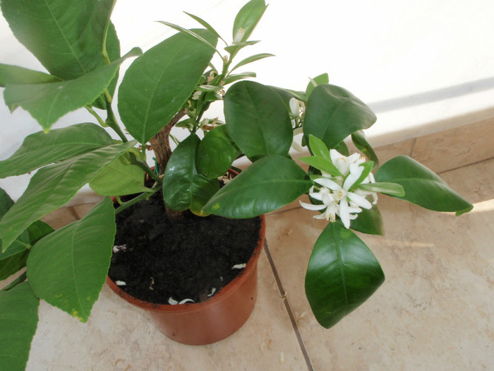 calamondin 5.09.2011